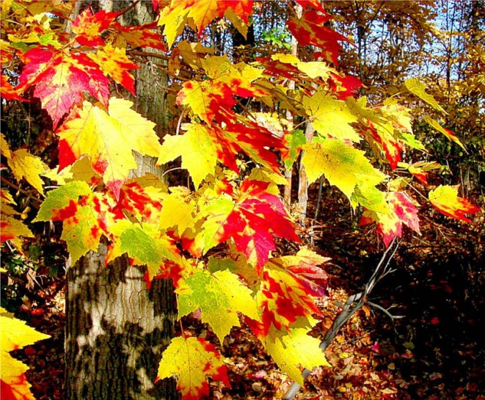 Осень,падают листья. фото Лариса Слесарь