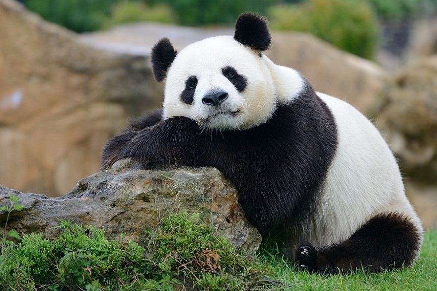 Не скучай фото Panda