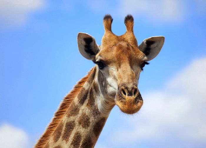 Жираф фото Плюм-Бум