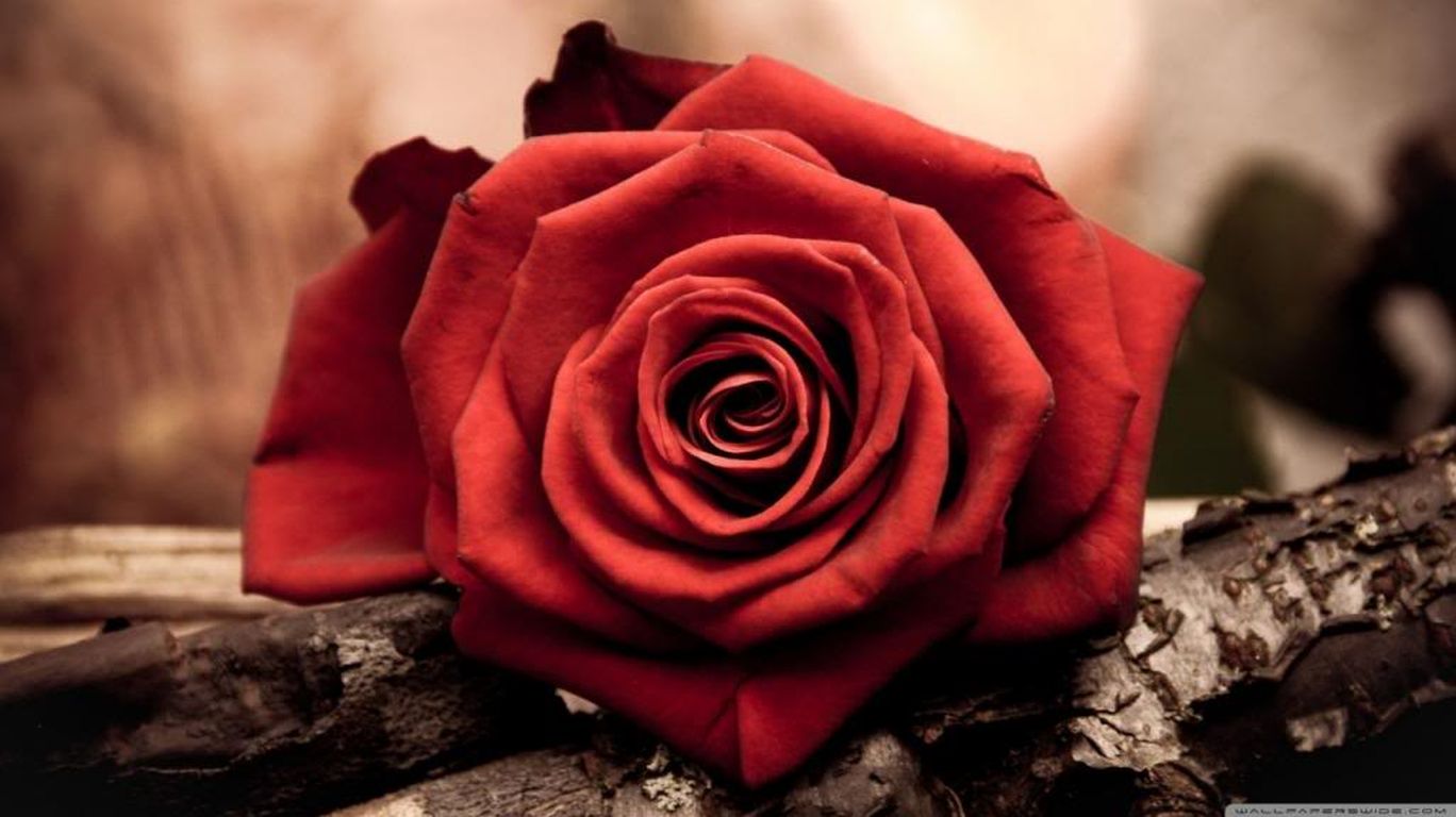 Розы красные фото Игорь Ашуров