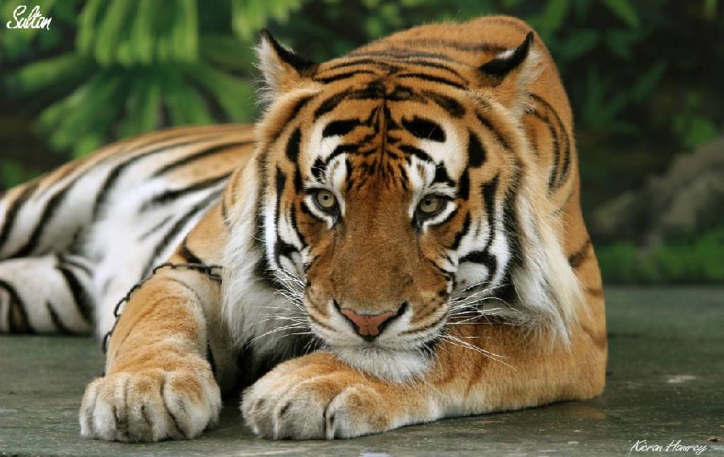 Тигр фото Тигр