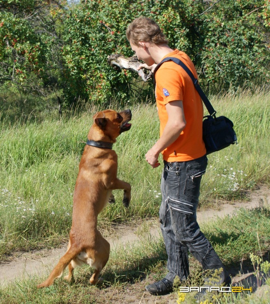 помогаю маме - гуляю с собакой фото Валентин Дядька
