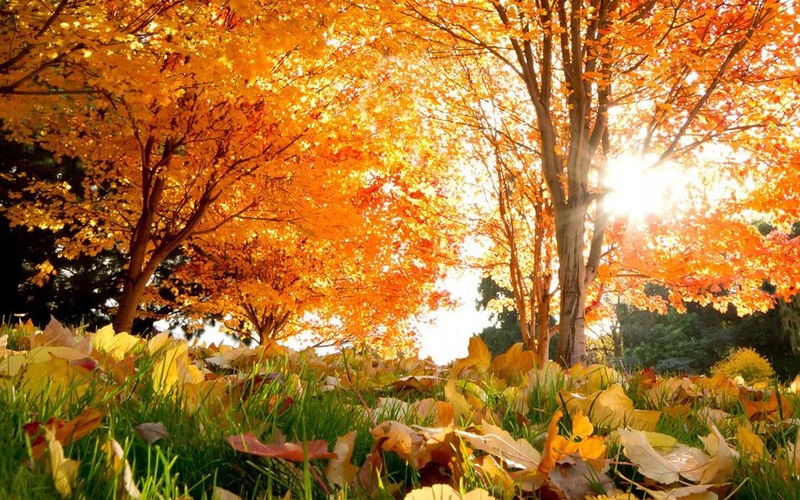 Золотая осень фото Наговицын