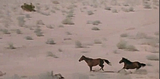 Музыкальный видеоклип America - Horse With No Name Live 1979 