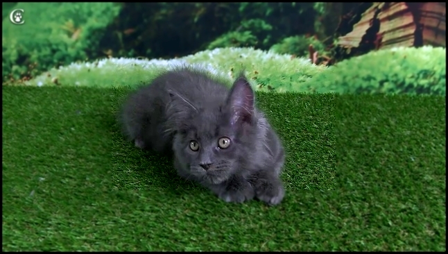 Видео котенка мейн-кун, голубой солид, Muffin Grey Claw`s в 3 месяца http://coonplanet.ru/ 