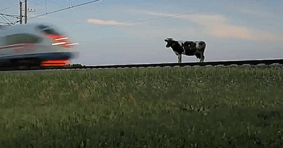 Скорый поезд сбил корову 