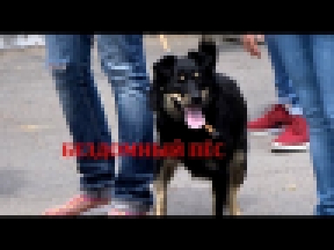 Музыкальный видеоклип Бездомный пёс, Ласковый Май кавер от группы АллЕргия 2005 год 