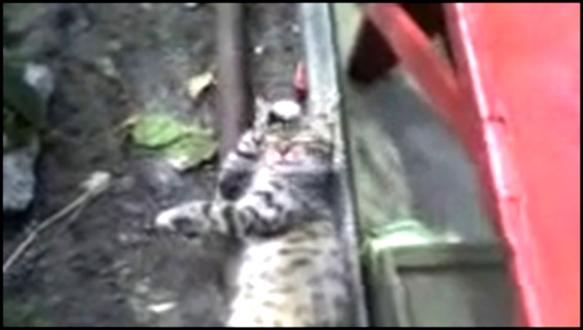 Музыкальный видеоклип Ленивый кот отдыхает после обеда. Funny cat videos! 