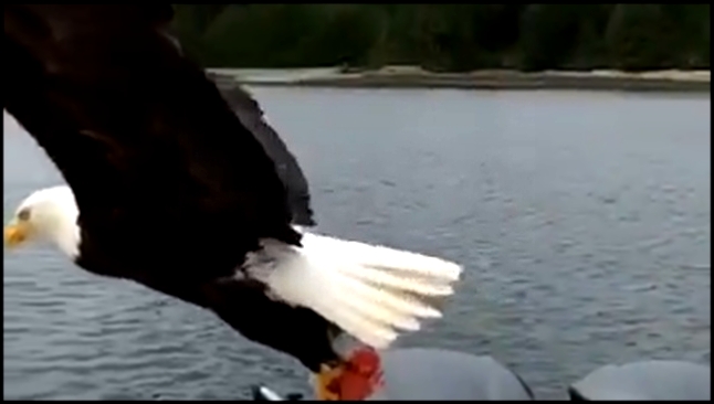 Орел украл у рыбаков кусок лосося 