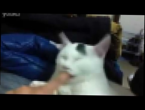 Sleeping cat with a finger in the mouth   Спящий кот с пальцем во рту 