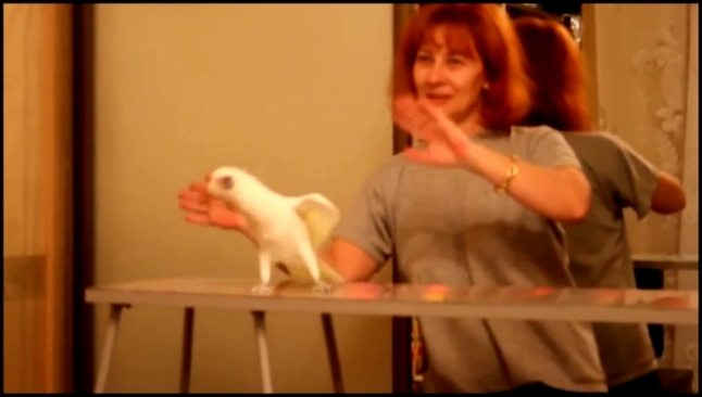 Музыкальный видеоклип Попугай танцует ламбаду 