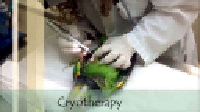 Avian Cryotherapy 