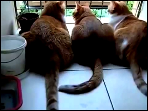 Три кота на подоконнике 