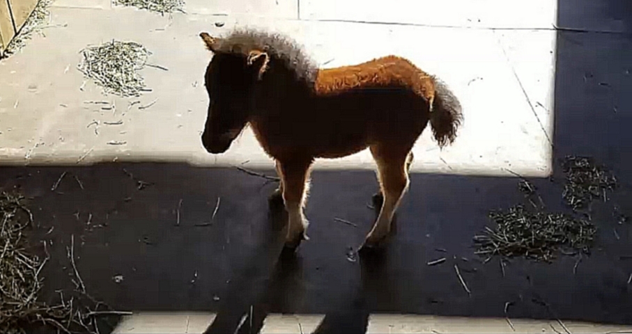 Малыш миниатюрной лошадки 