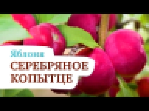 Яблоня Серебряное копытце. Восхитительный летний сорт яблок 