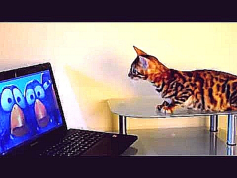 Бенгальская кошка Тигра из питомника LuxuryCat смотрит мультик 