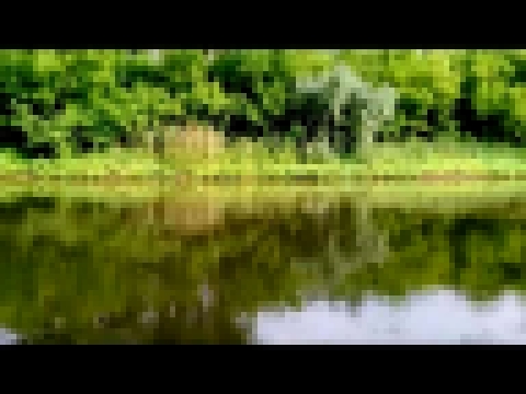 Великолепный лес и тихое озеро в Альшеевском районе, Республики Башкортостан, Россия 24.06.2016 года 