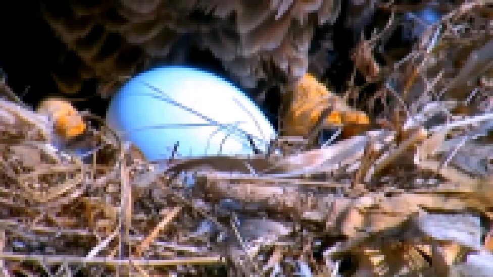 Птицы хищники 05 Самка белоголового орлана отложила первое яйцо в гнездо Айова 