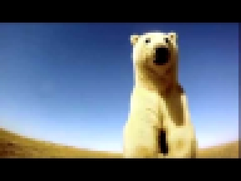Ice Bear 3D - BLUE 2014: Special Jury Recognition for 3D 