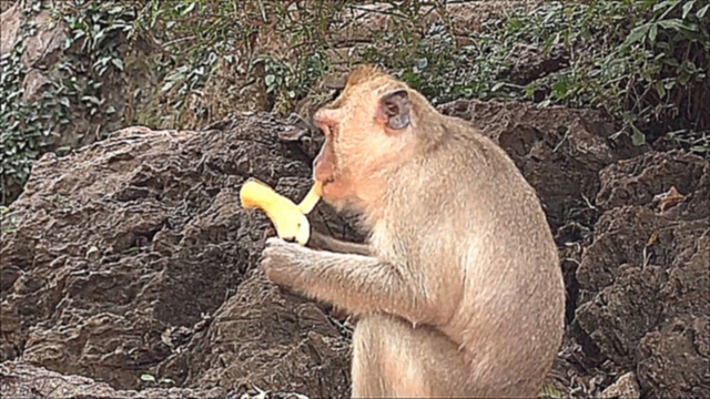 Свинка Пеппа кормит обезьян. Зоопарк для детей. Знакомство с животными. Обучающий мультфильм 