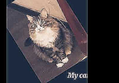 Моя кошка Лиза❤ #кошки #животные #жизнь #кот #кошка #коты В душе она всегда котёнок 