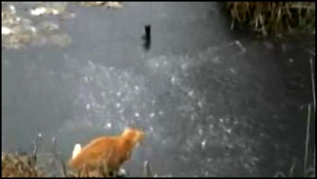 Музыкальный видеоклип Кот под музыку долбит лед 