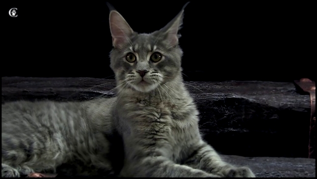 Музыкальный видеоклип Кошка мейн-кун Olly Grey Claw`s голубая пятнистая (а24) в 5 месяцев www.coonplanet.ru 