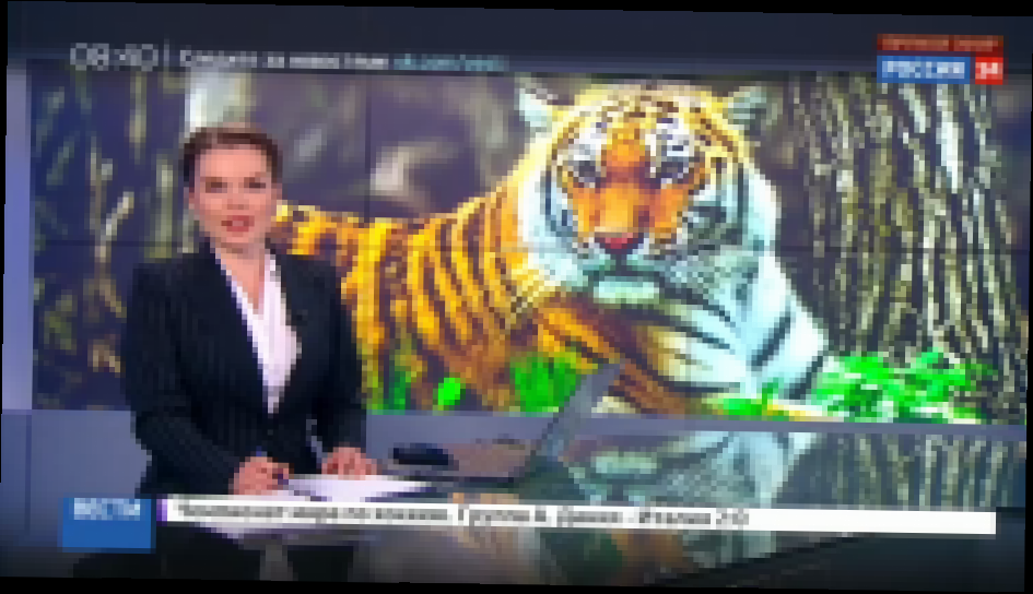 Музыкальный видеоклип Амурский тигр по кличке Владик вернулся в дикую природу 