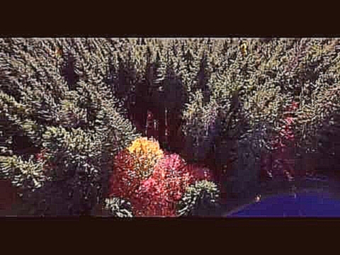 Музыкальный видеоклип Transylvania dressed in autumn 