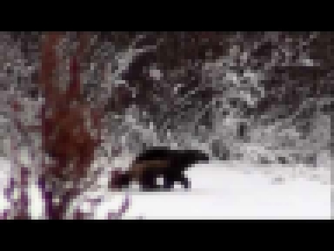 Wolverine at Dymond Lake Lodge Great Ice Bear Adventure 2012 