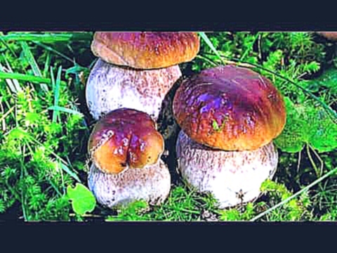 Музыкальный видеоклип ГРИБЫ ПОЛЬЗА | грибы полезны или нет 