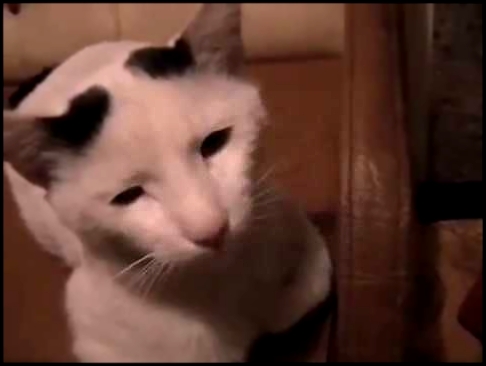 Ночная сенсация! - Говорящий кот с рожками на голове и светящимися глазами!!! 