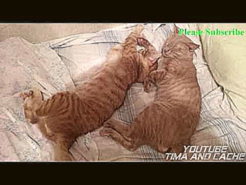 Кот Тима и Кеша - Спокойной ночи кошаки / funny cats 