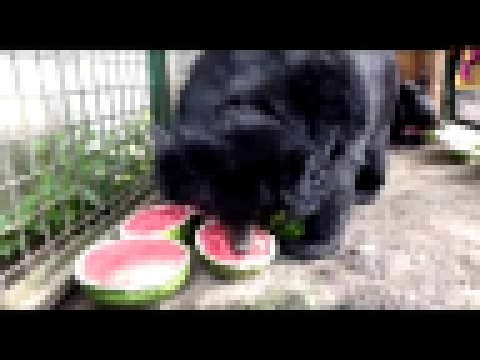 Машенька и Мишенька приударили по арбузу.Masha and Misha when hit by watermelon. 
