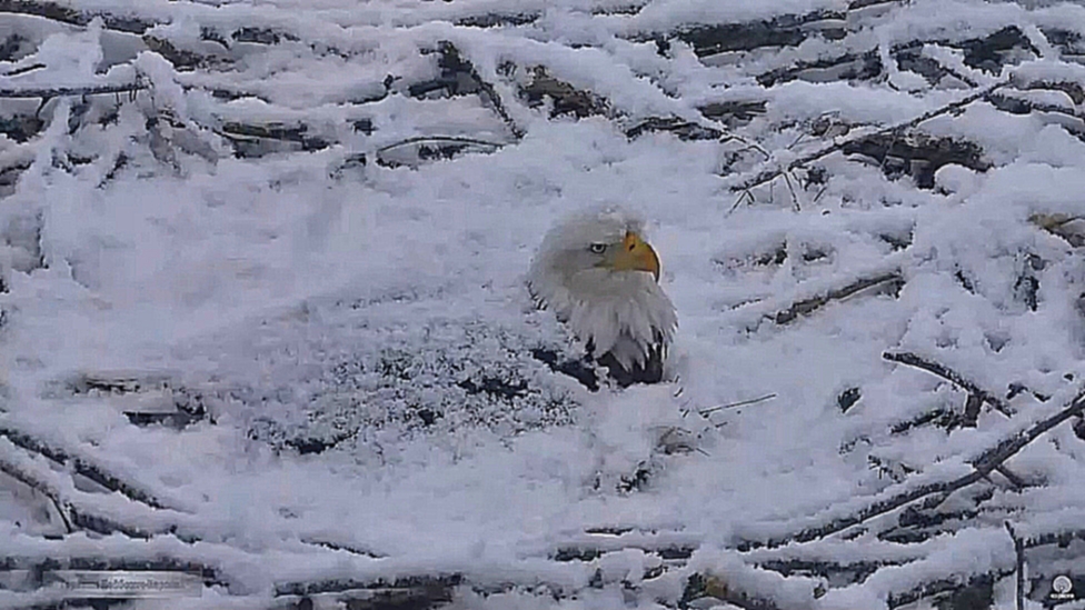 Птицы хищники 08 Самка белоголового орлана из Айовы отложила третье яйцо. А ночью выпал снег 
