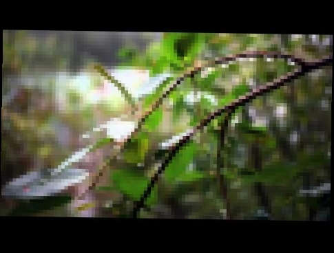 Музыкальный видеоклип HD Rain Relaxation Sound & Nature Video 