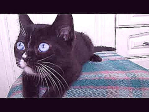 черный кот с голубыми глазами 