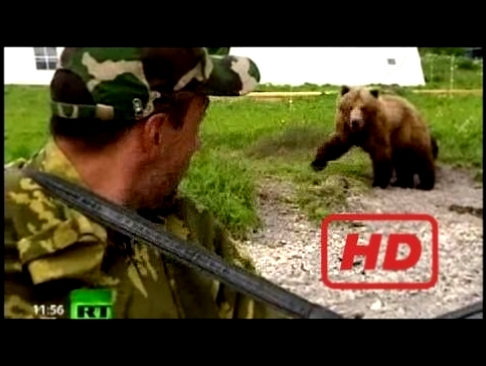 Documentary Bear Land of Fire and Ice: Bear Facts about Kamchatka 