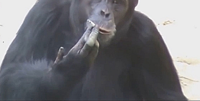 Музыкальный видеоклип Курящая шимпанзе Азалия из зоопарка в Северной Корее 