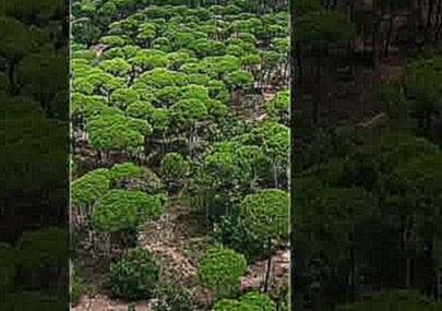 Ливан. Великолепный зеленый лес | Lebanon. Gorgeous green forest #shorts 