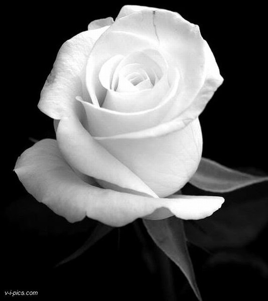 Белая роза фото - Маркова