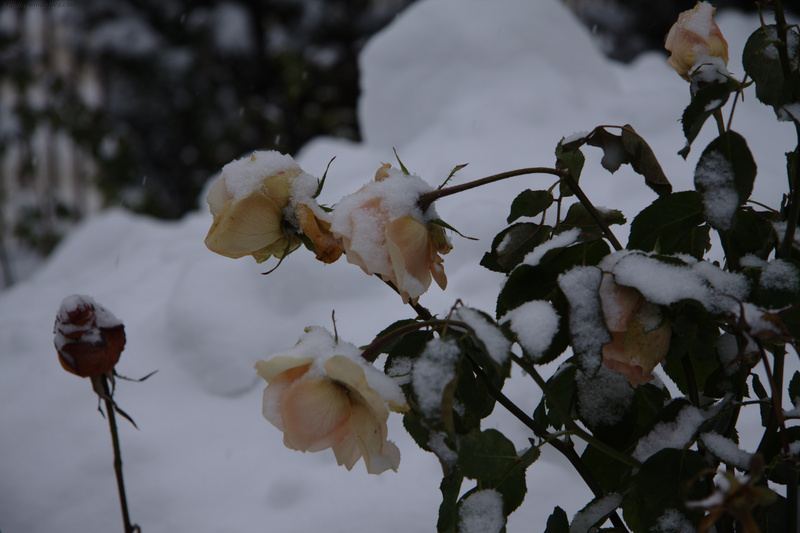 Роза на снегу фото Белая Ворона