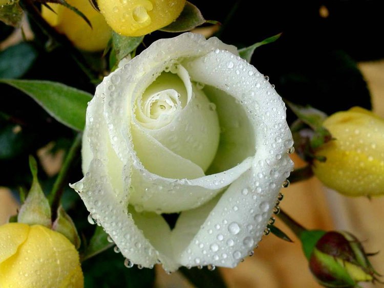 Белые розы фото Белые розы
