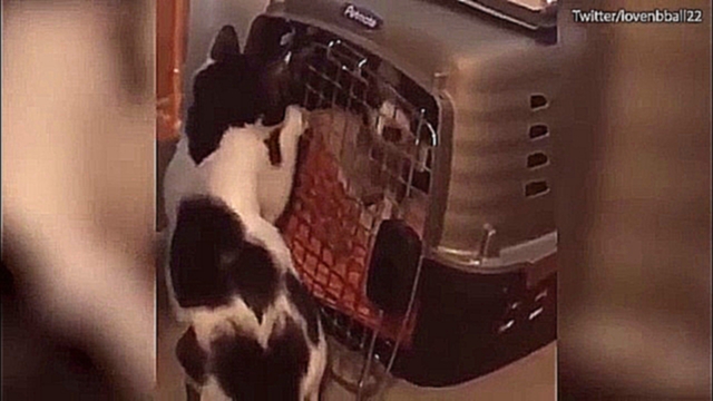 Кошка помогла двум собачкам выбраться из переноски 