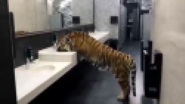 Музыкальный видеоклип Тигр пьет воду из раковины 