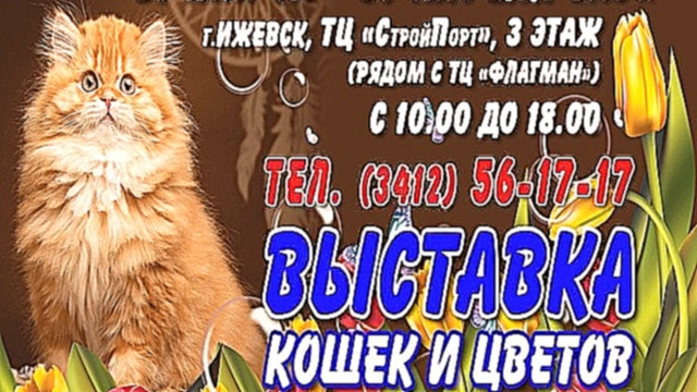 Выставка Кошек 31 марта-1 апреля 2018, Ижевск 