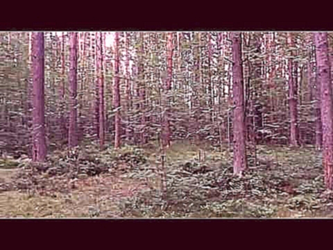 Великолепный сосновый лес близ Южного жилого района Всеволожска 