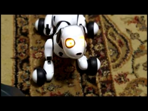 Zoomer The Robot Dog   My niece won\'t let me train him lol 