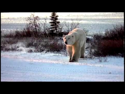 Polar bear walks towards us at Dymond Lake Lodge - Great Ice Bear Adventure 2012 