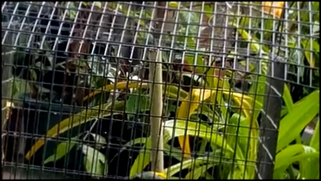 Музыкальный видеоклип Попугай который вытягивает припев лучше некоторых людей в Караоке  